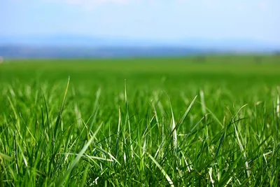 Зеленая трава