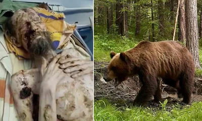 Медведь нападает на человека